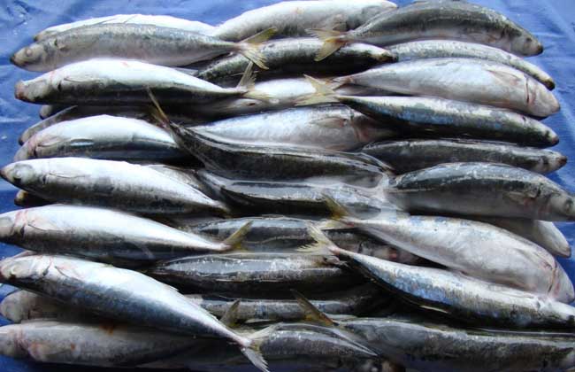 金槍魚冷庫.jpg 金槍魚冷庫.jpg